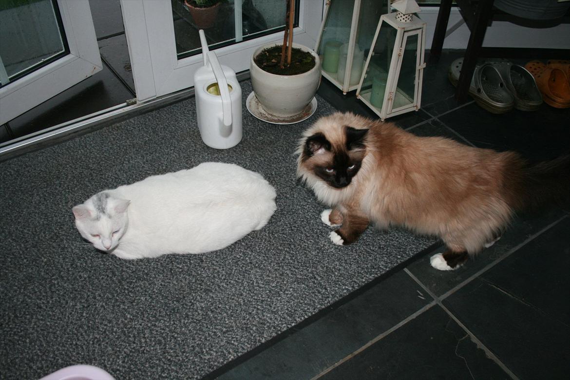 Huskat Tarzan billede 14