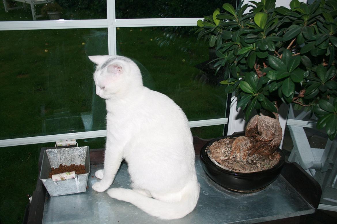 Huskat Tarzan - "Vi har vores helt eget spisebord" billede 15