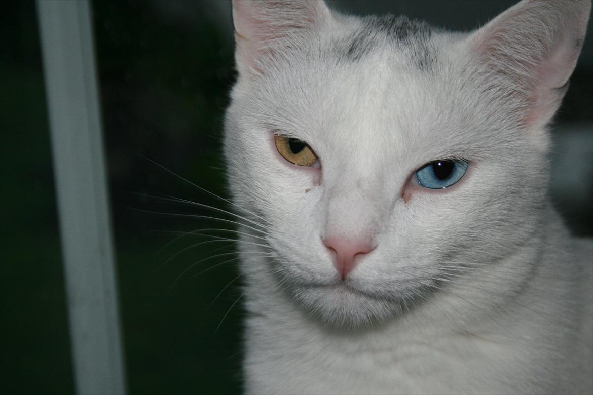 Huskat Tarzan - "Jeg ved godt jeg er smuk" billede 16