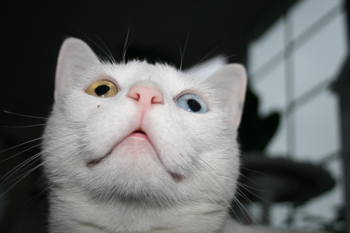 Huskat Tarzan - "SMIL"   :-) billede 17