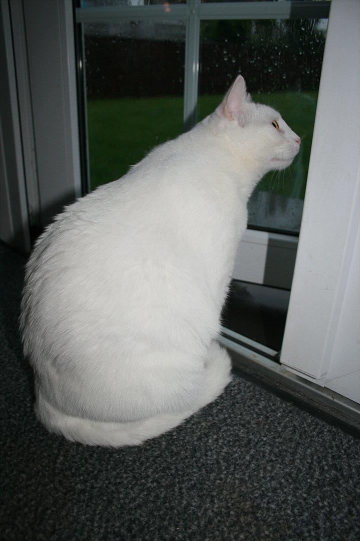 Huskat Tarzan - Det er nu rart at sidde i tørvejr billede 18