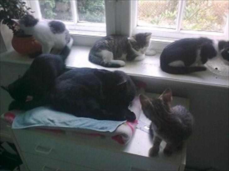 Huskat Cooke billede 3