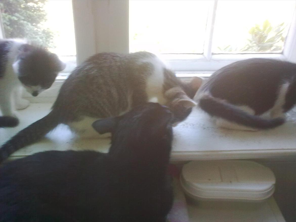 Huskat Cooke billede 4