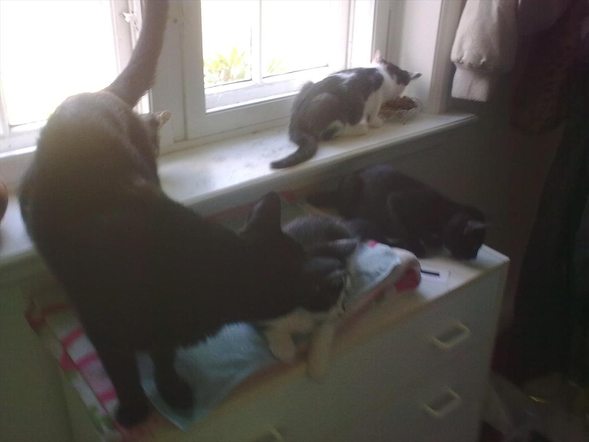 Huskat Cooke billede 5