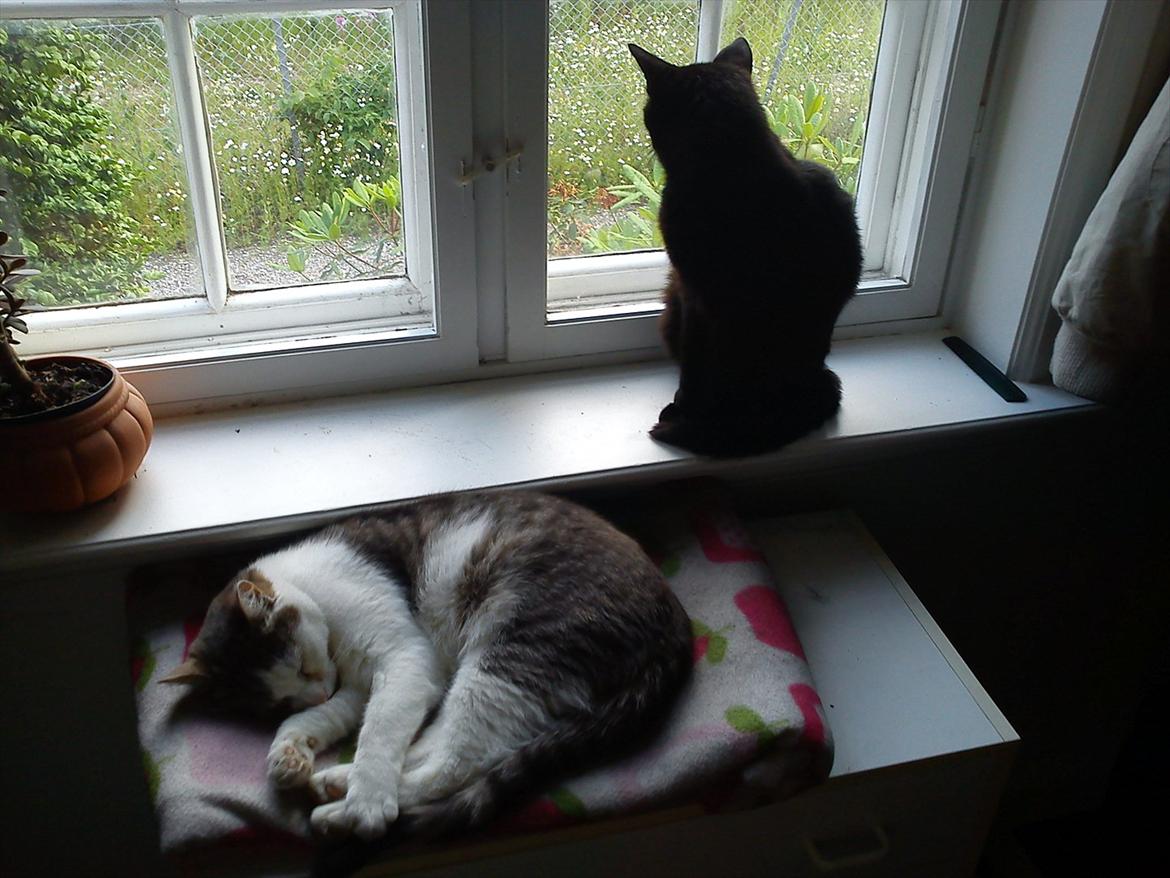 Huskat Cooke billede 7