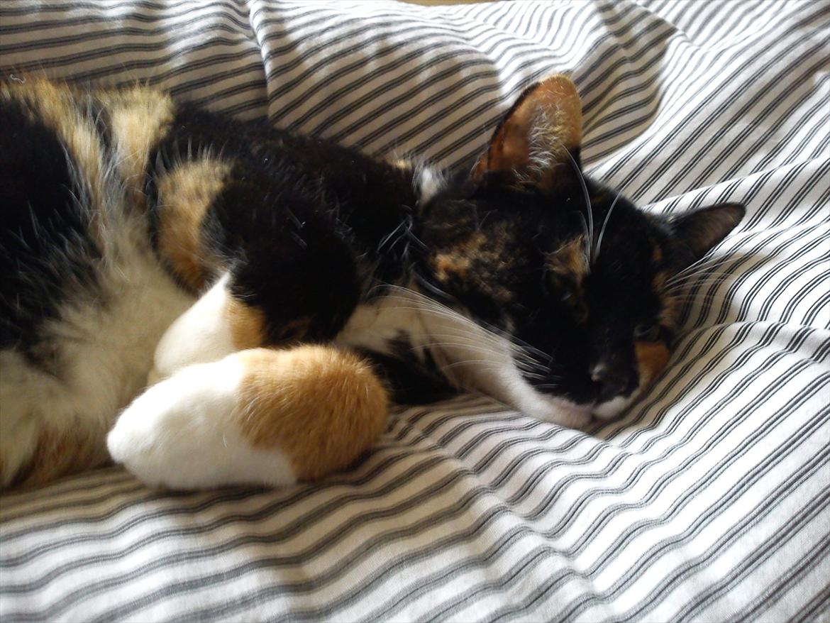 Huskat Pusher billede 1