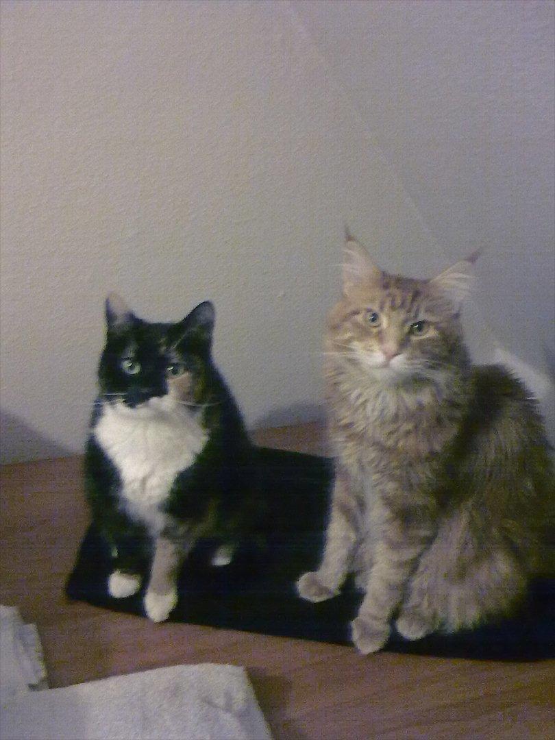 Huskat Pusher billede 6