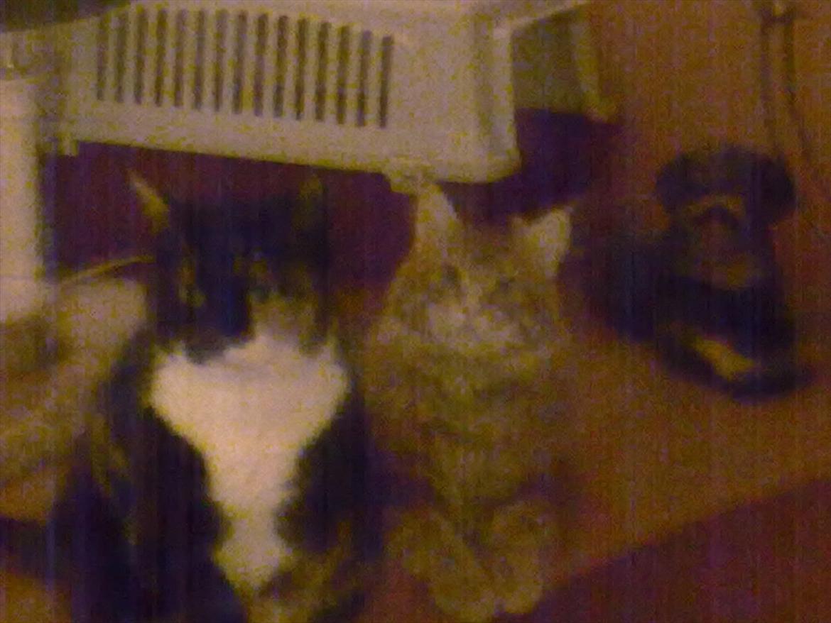 Huskat Pusher billede 7