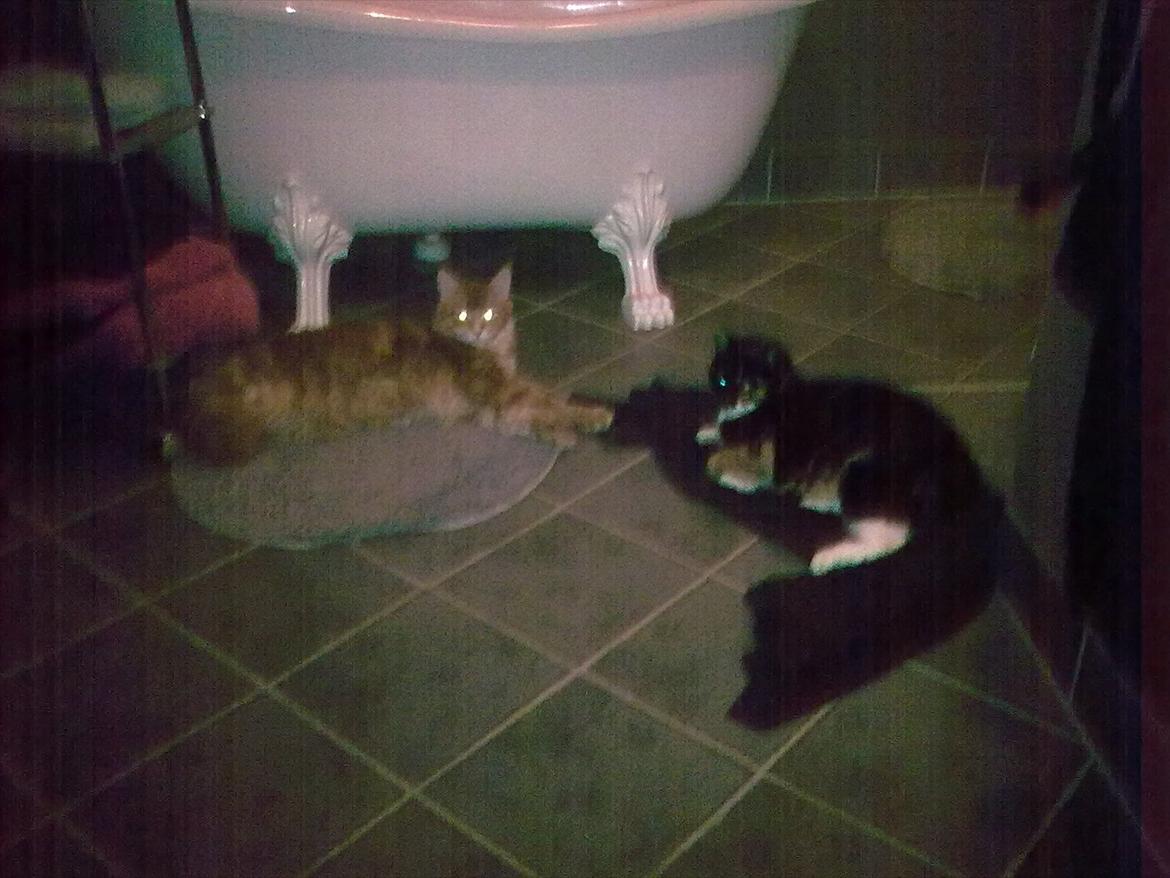 Huskat Pusher billede 8