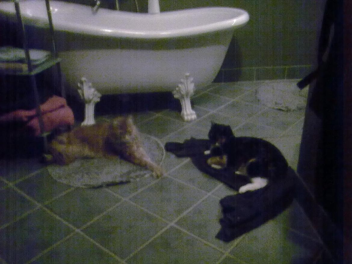 Huskat Pusher billede 9