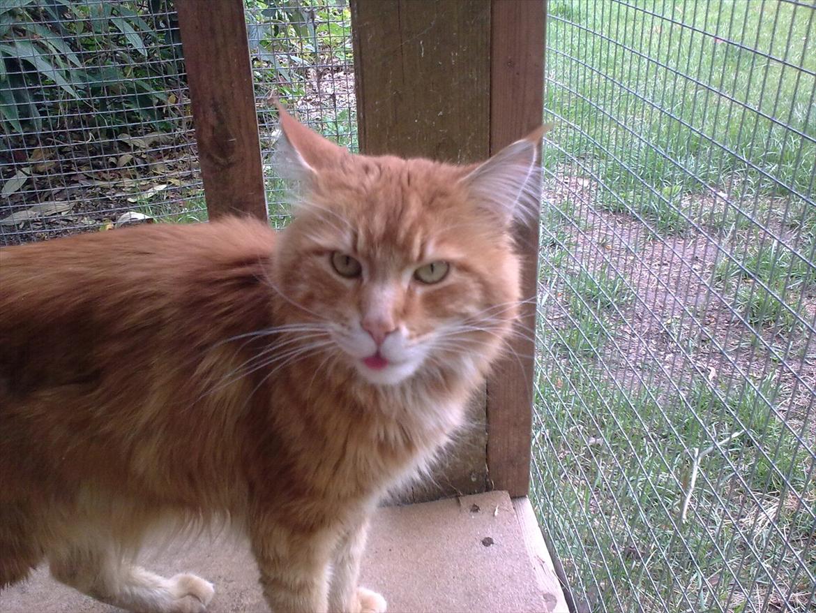 Maine Coon Cæsar billede 1