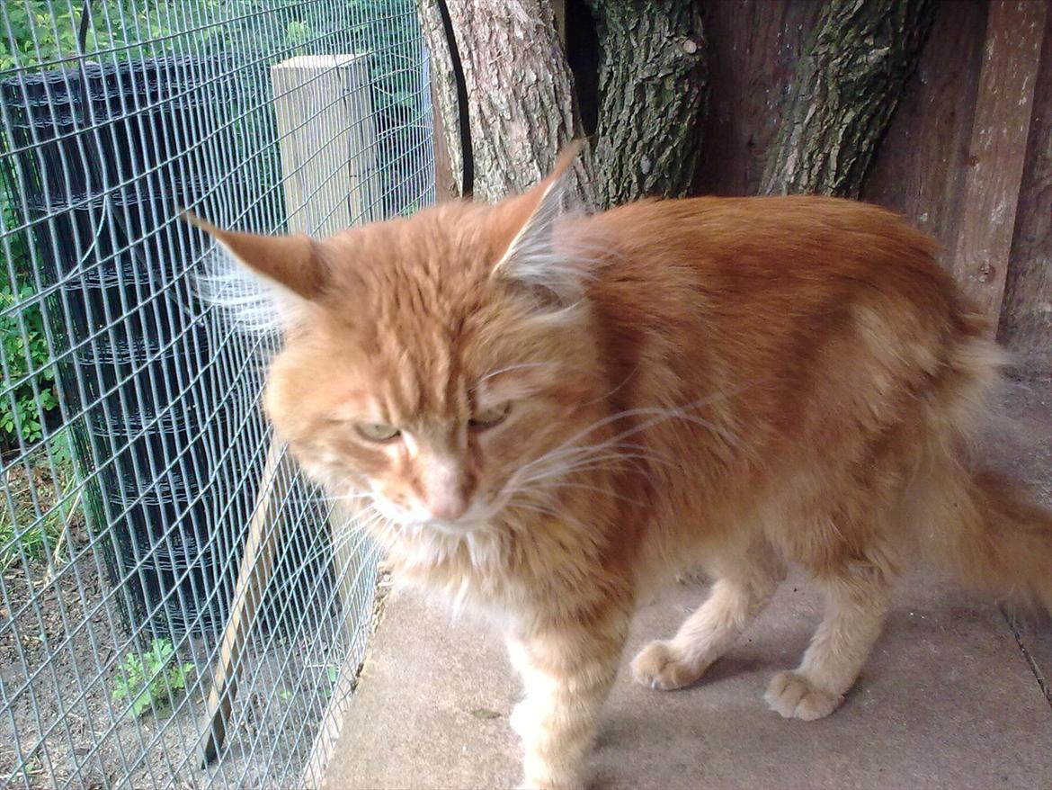 Maine Coon Cæsar billede 4