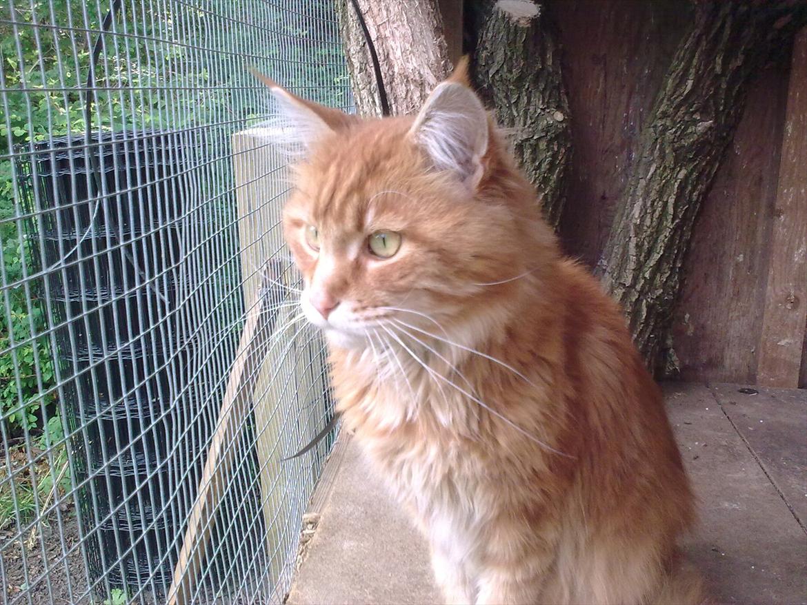 Maine Coon Cæsar billede 5