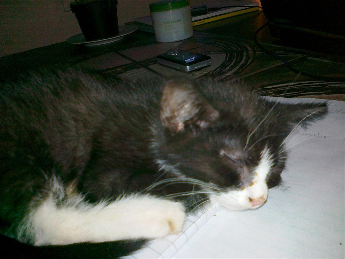 Huskat tut (søsters) billede 1