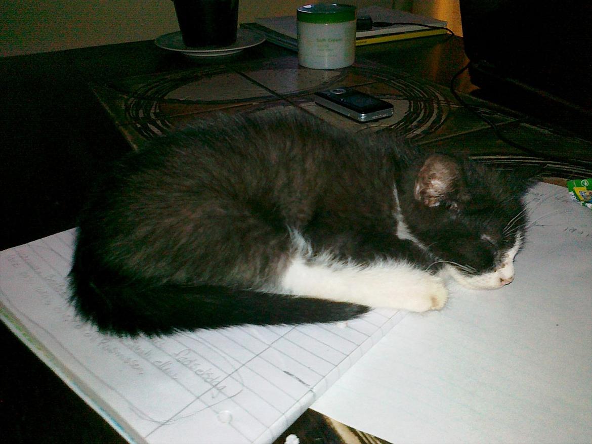 Huskat tut (søsters) billede 2