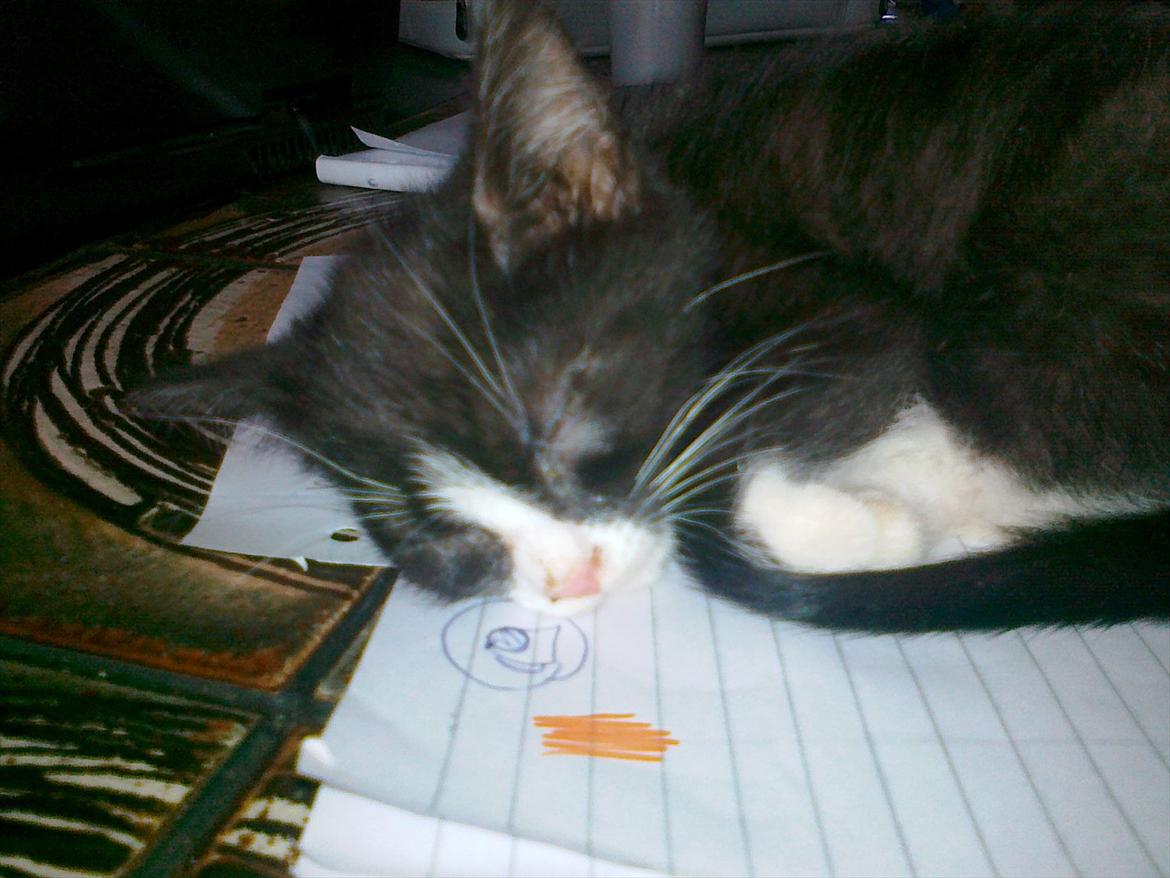 Huskat tut (søsters) billede 3