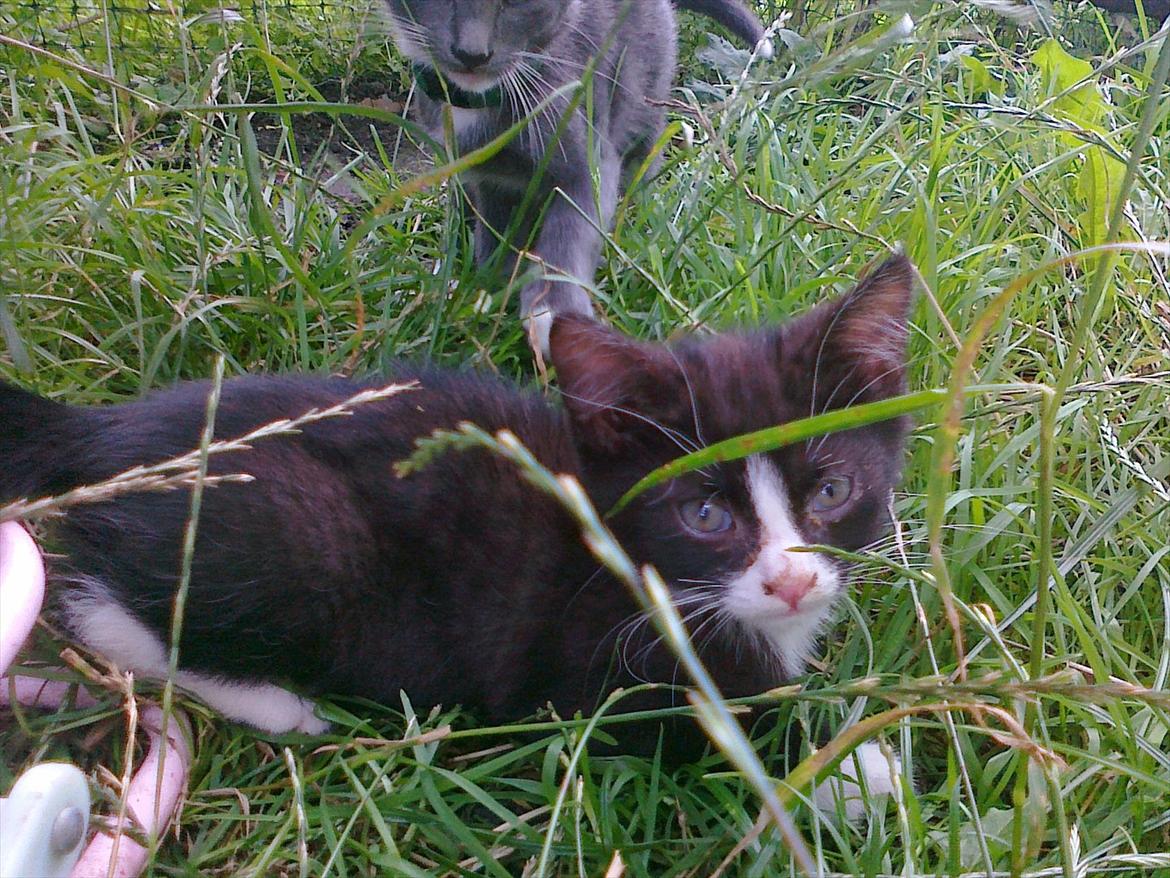 Huskat tut (søsters) billede 4