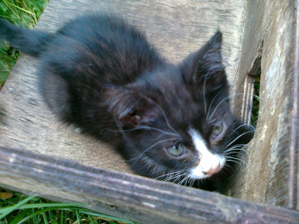 Huskat tut (søsters) billede 5