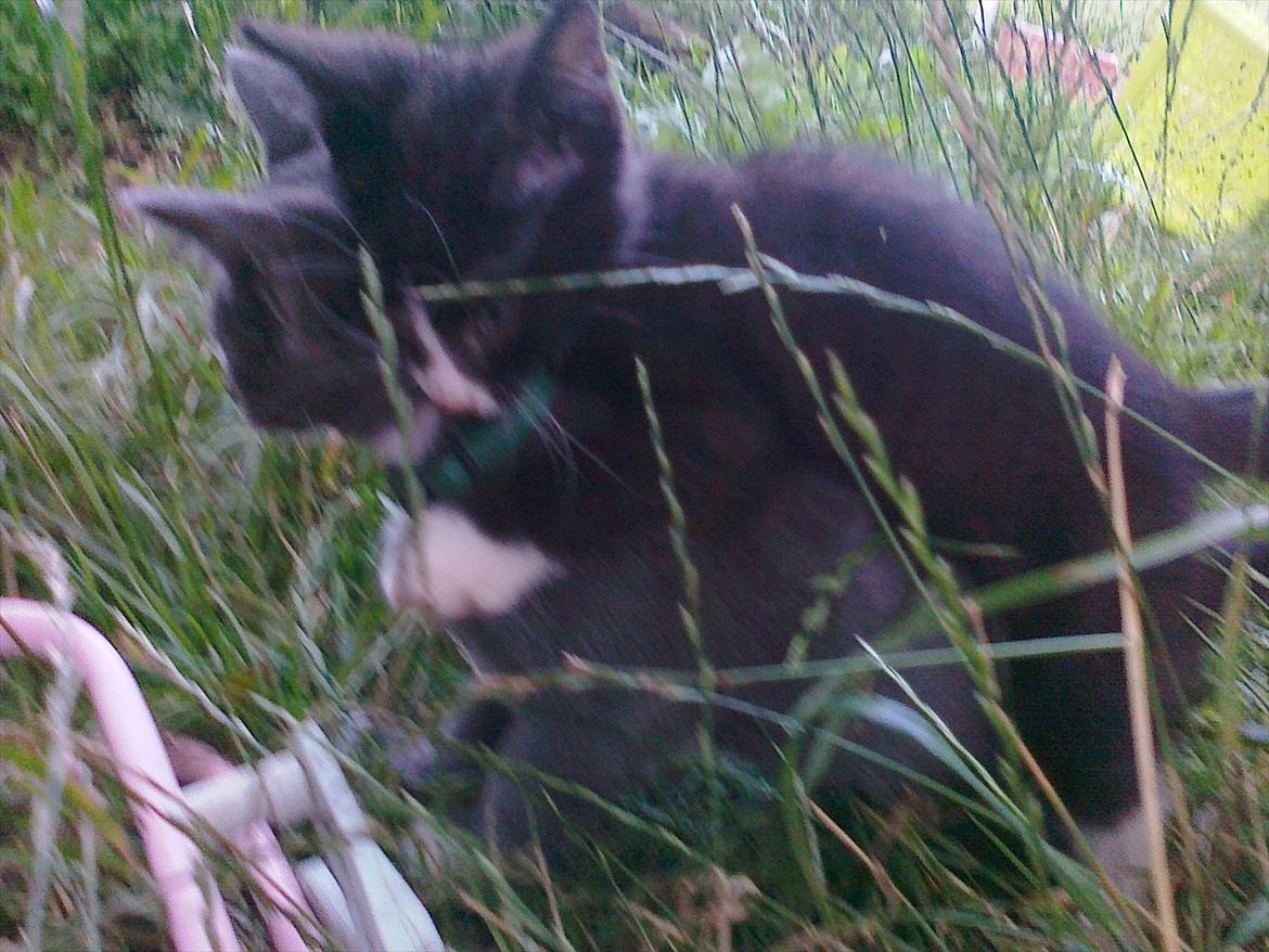 Huskat tut (søsters) billede 6