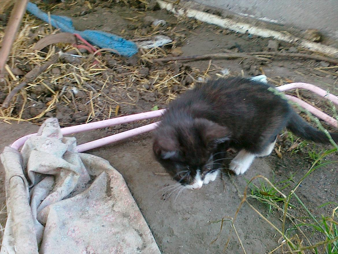 Huskat tut (søsters) billede 7