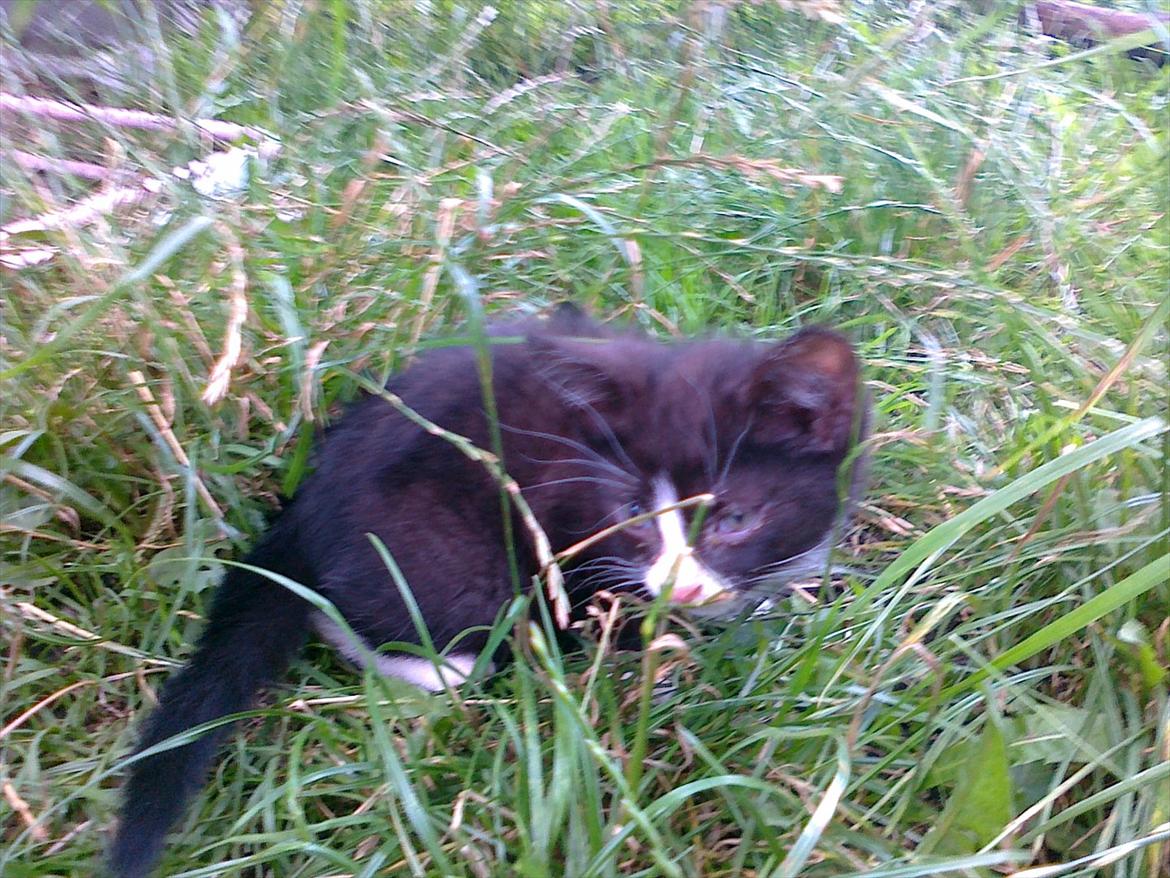 Huskat tut (søsters) billede 8