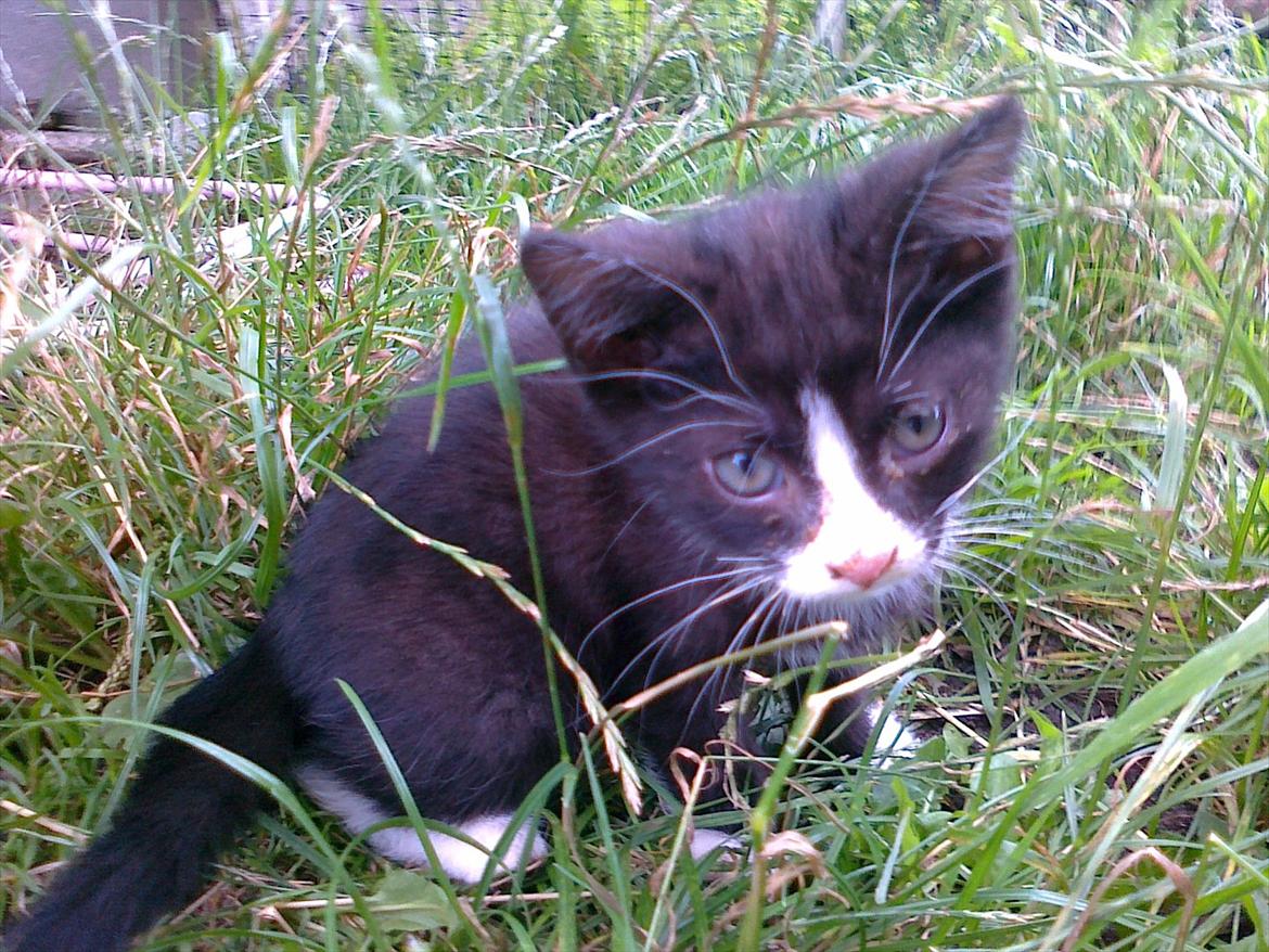 Huskat tut (søsters) billede 9