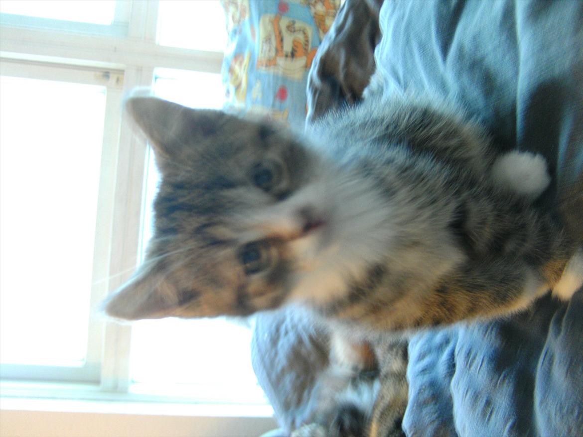 Blanding af racer stribe billede 1