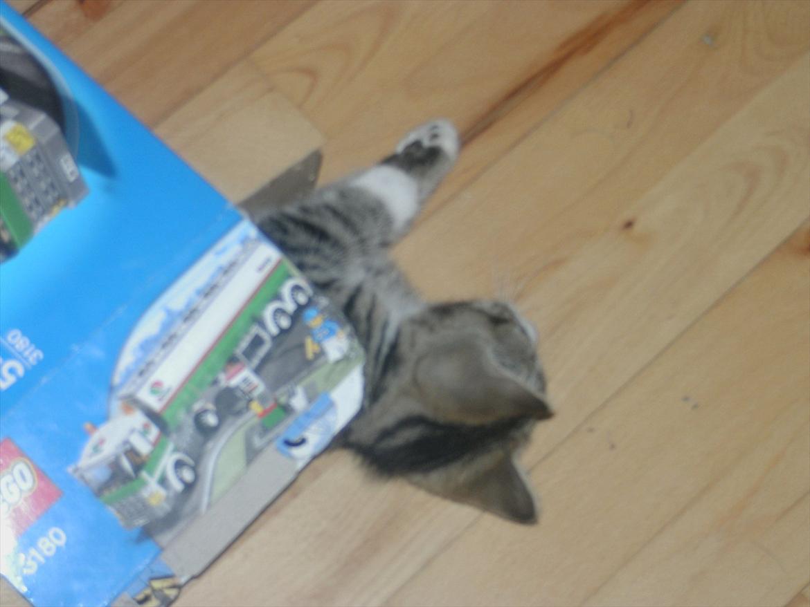 Blanding af racer stribe billede 2