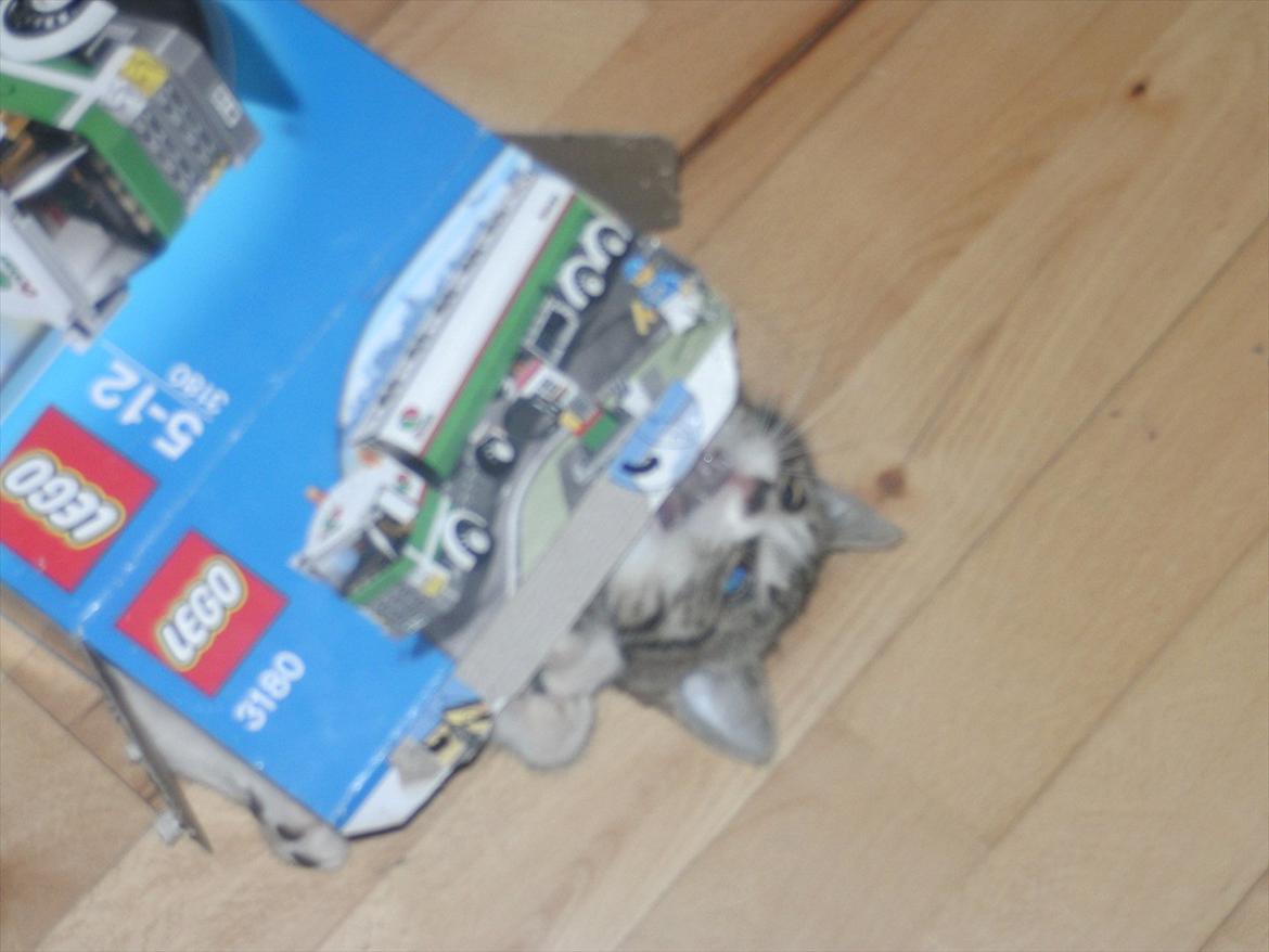 Blanding af racer stribe billede 3