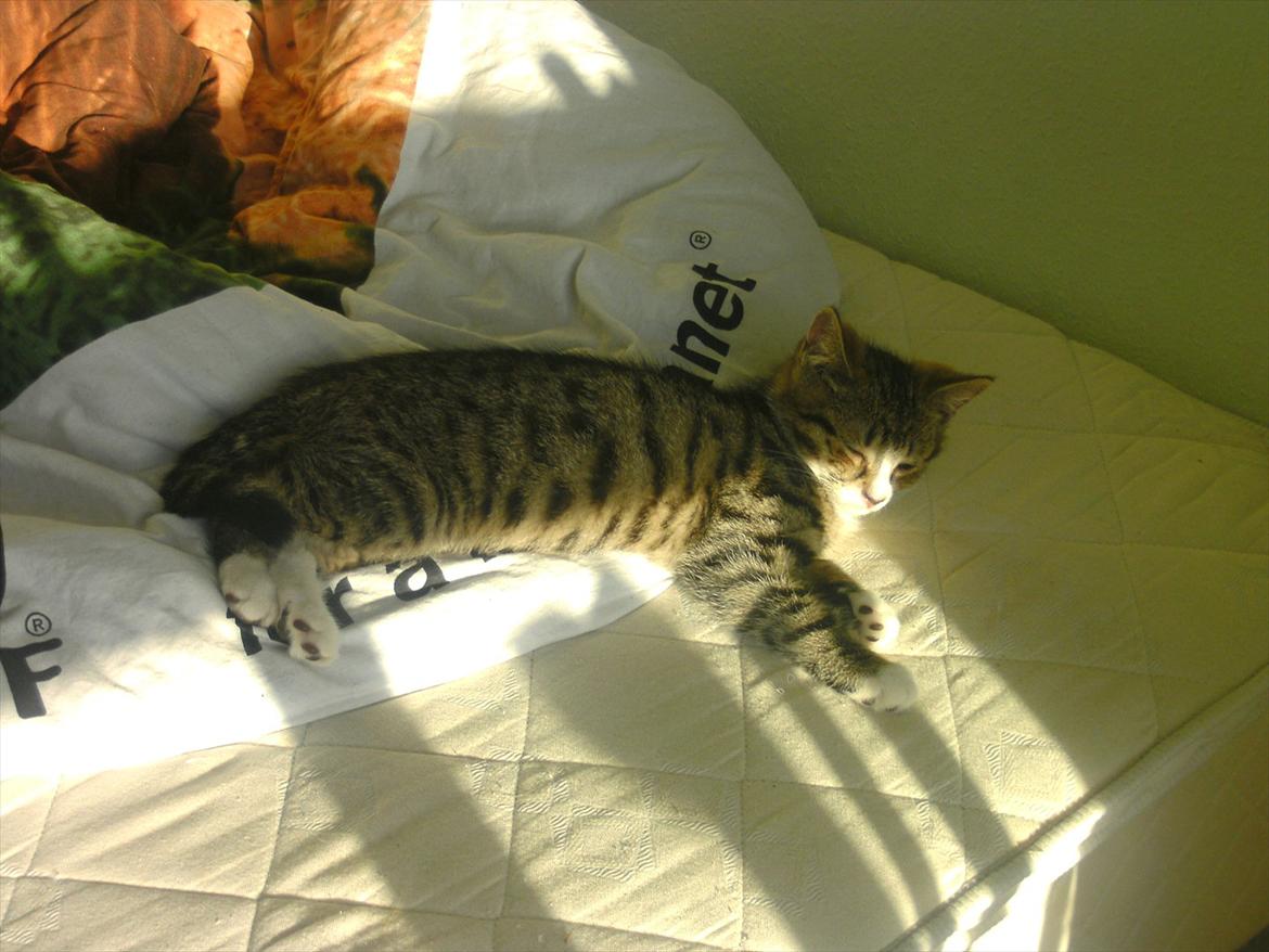 Blanding af racer stribe billede 4