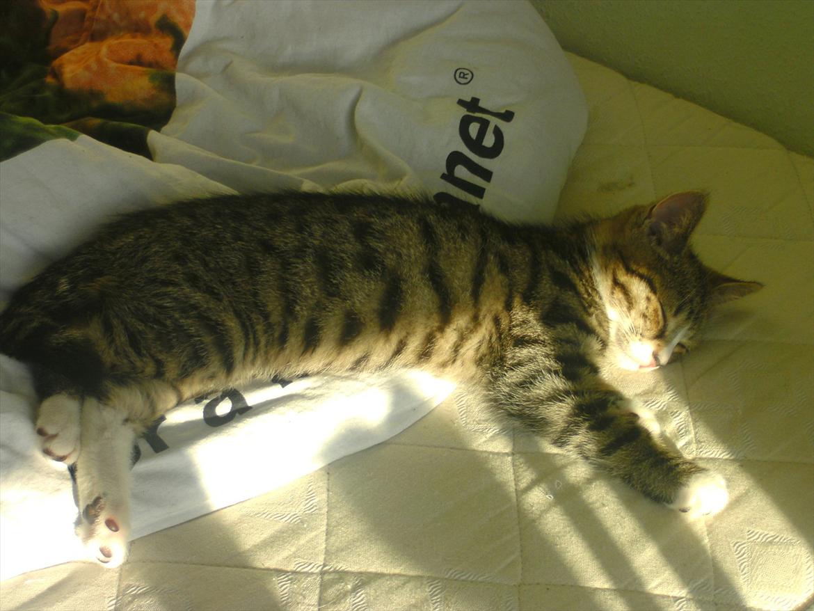 Blanding af racer stribe billede 5