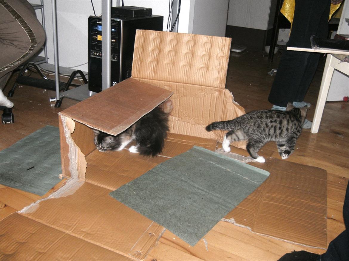 Blanding af racer stribe billede 6