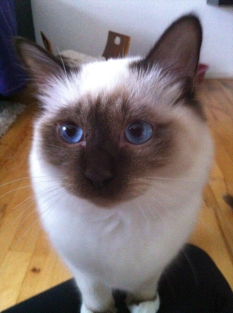 Hellig Birma DK Skødt's Gismo billede 1