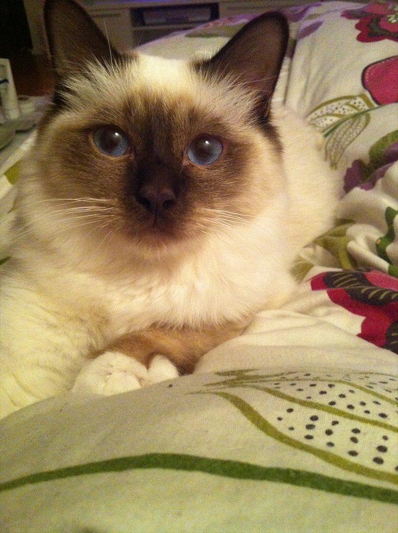 Hellig Birma DK Skødt's Gismo - Gismo lysvågen kl 05.45 og det var hans ejer bestemt ikke  billede 3