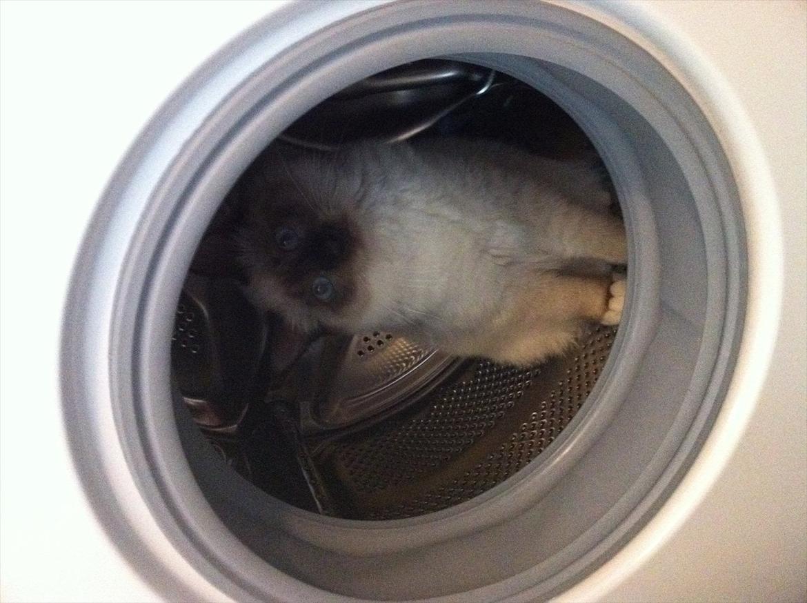 Hellig Birma DK Skødt's Gismo - Sidder inde i vaskemaskinen billede 4