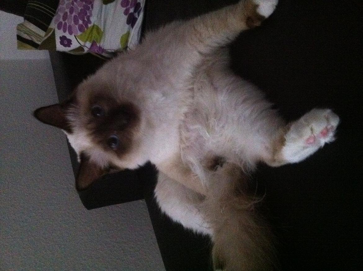 Hellig Birma DK Skødt's Gismo billede 5