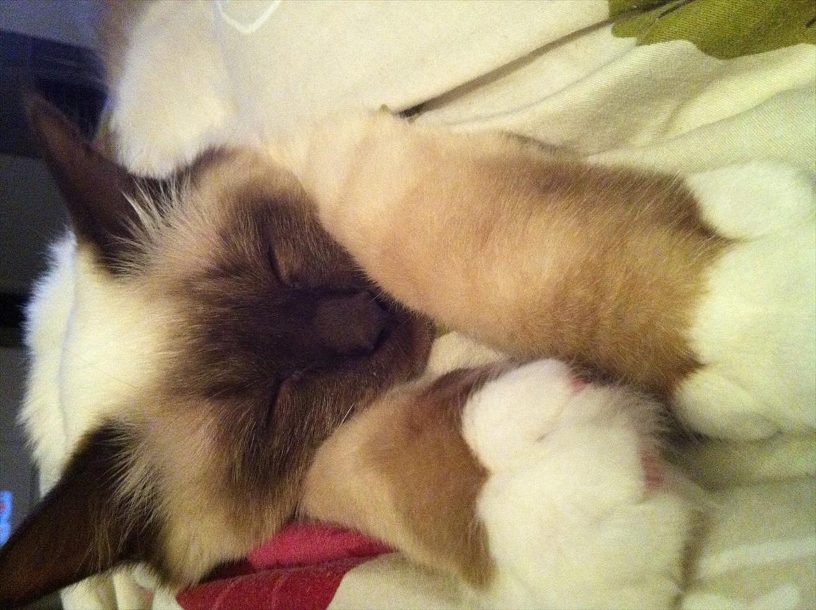 Hellig Birma DK Skødt's Gismo billede 6