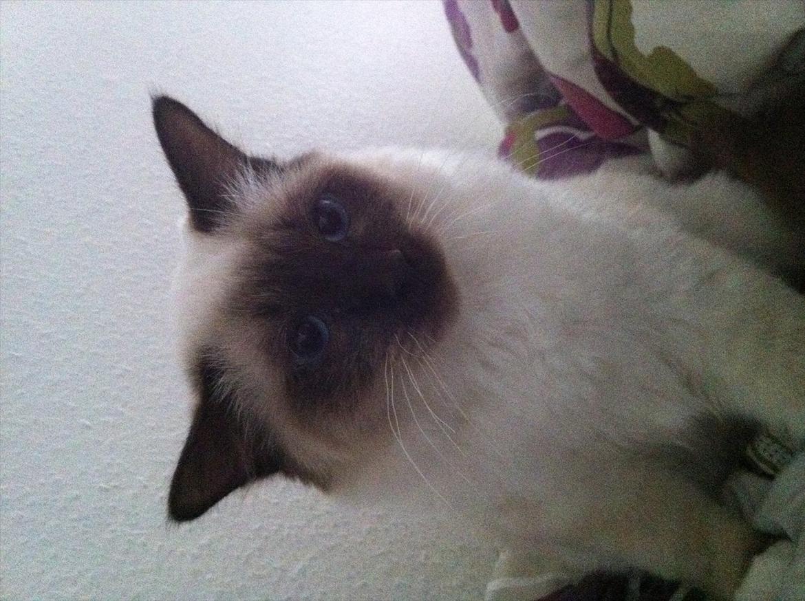 Hellig Birma DK Skødt's Gismo billede 7