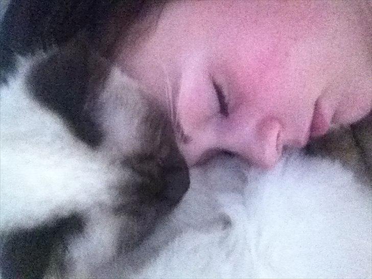 Hellig Birma DK Skødt's Gismo billede 8