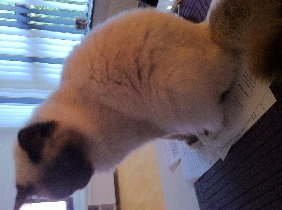 Hellig Birma DK Skødt's Gismo - du må ikke læse mere nu billede 9