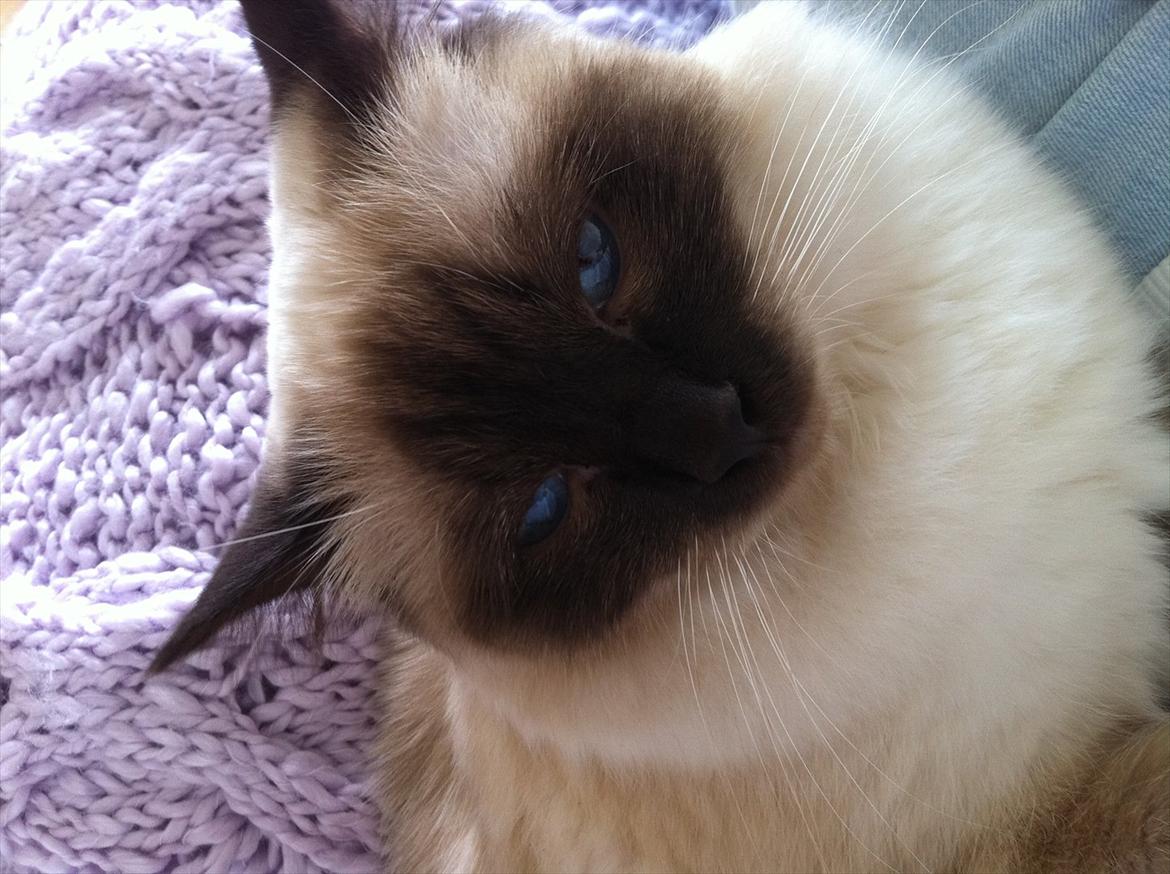 Hellig Birma DK Skødt's Gismo billede 10