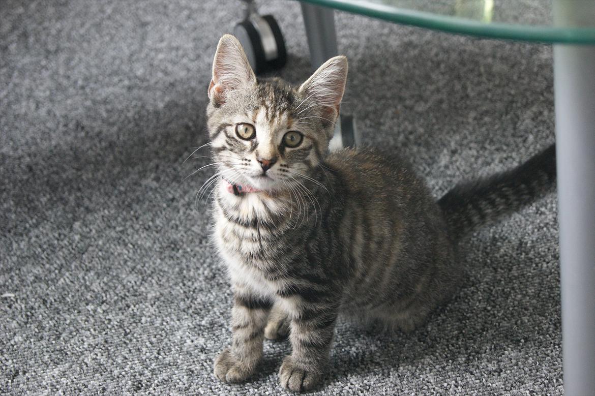 Blanding af racer Pucca - Hej allesamen, og velkommen til puccas profil.
Kom gerne med en bedømmelse og en kommentar billede 1