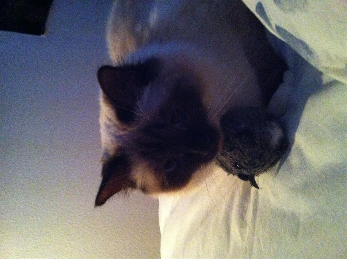 Hellig Birma DK Skødt's Gismo - gismo og sit yndlingslegetøj hr.musen billede 11