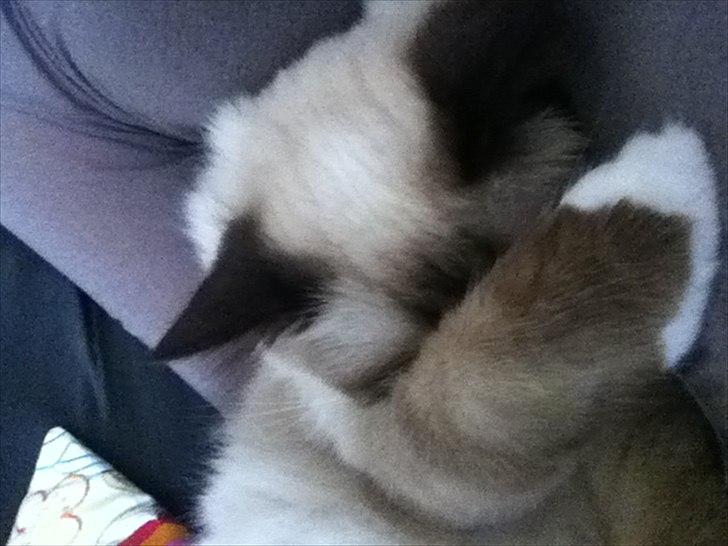 Hellig Birma DK Skødt's Gismo billede 12