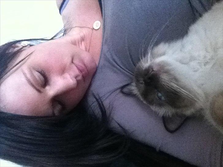 Hellig Birma DK Skødt's Gismo billede 13