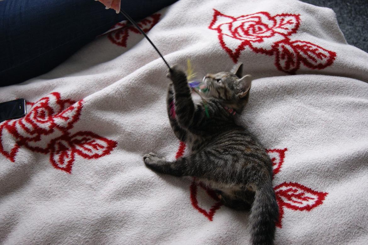 Blanding af racer Pucca - Min lille pige med hendes ynglings legetøj<3 billede 2