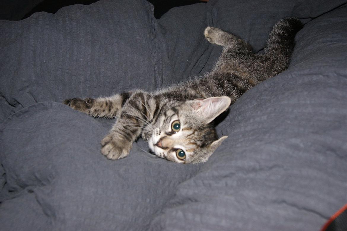 Blanding af racer Pucca - Hehe:)  billede 3