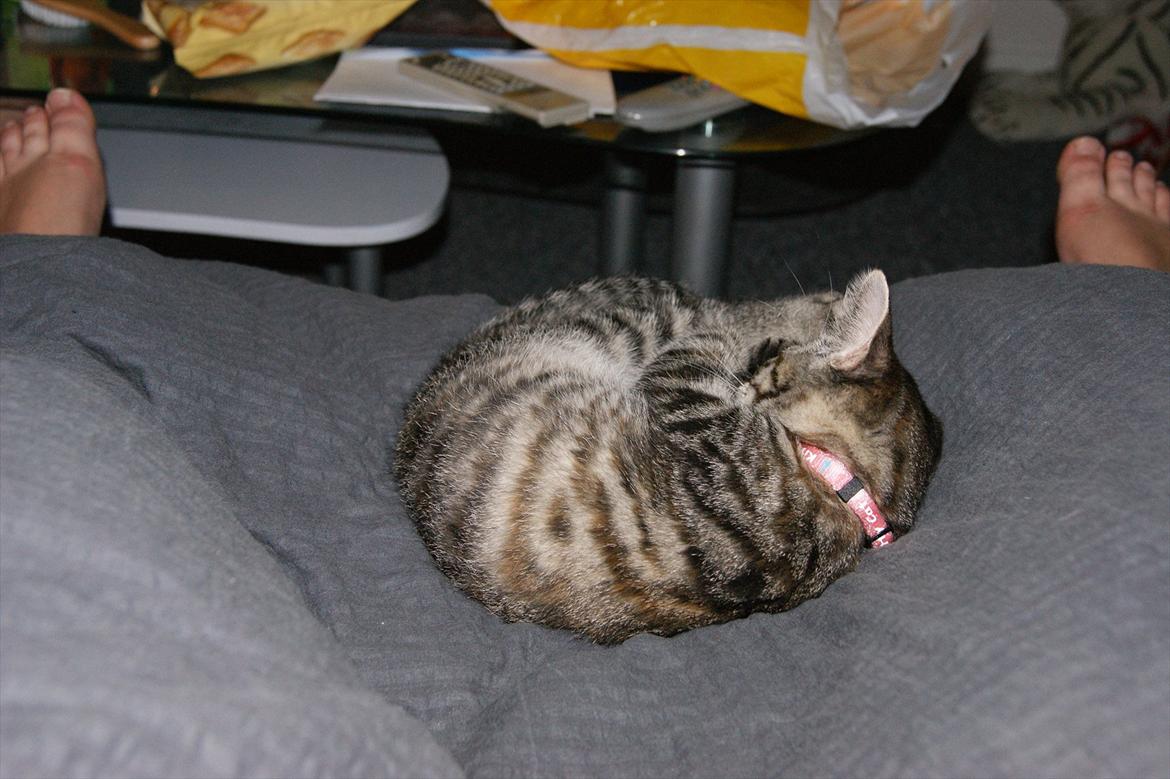 Blanding af racer Pucca - Hvis jeg nu ruller mig sammen så kan du ikke se mig mor :I billede 4