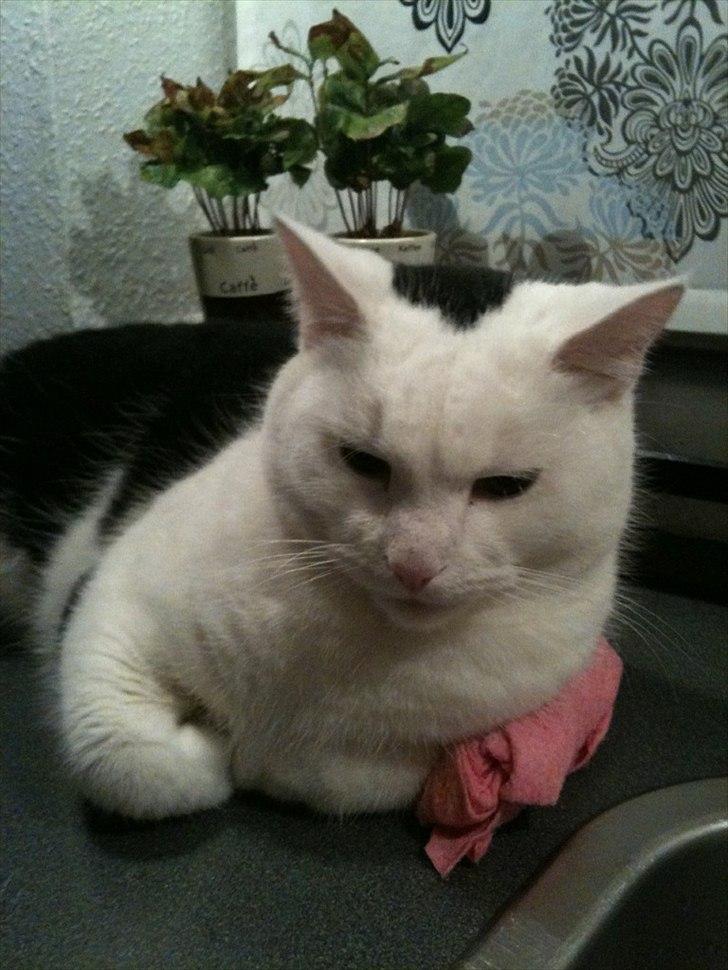 Blanding af racer Mikko billede 1