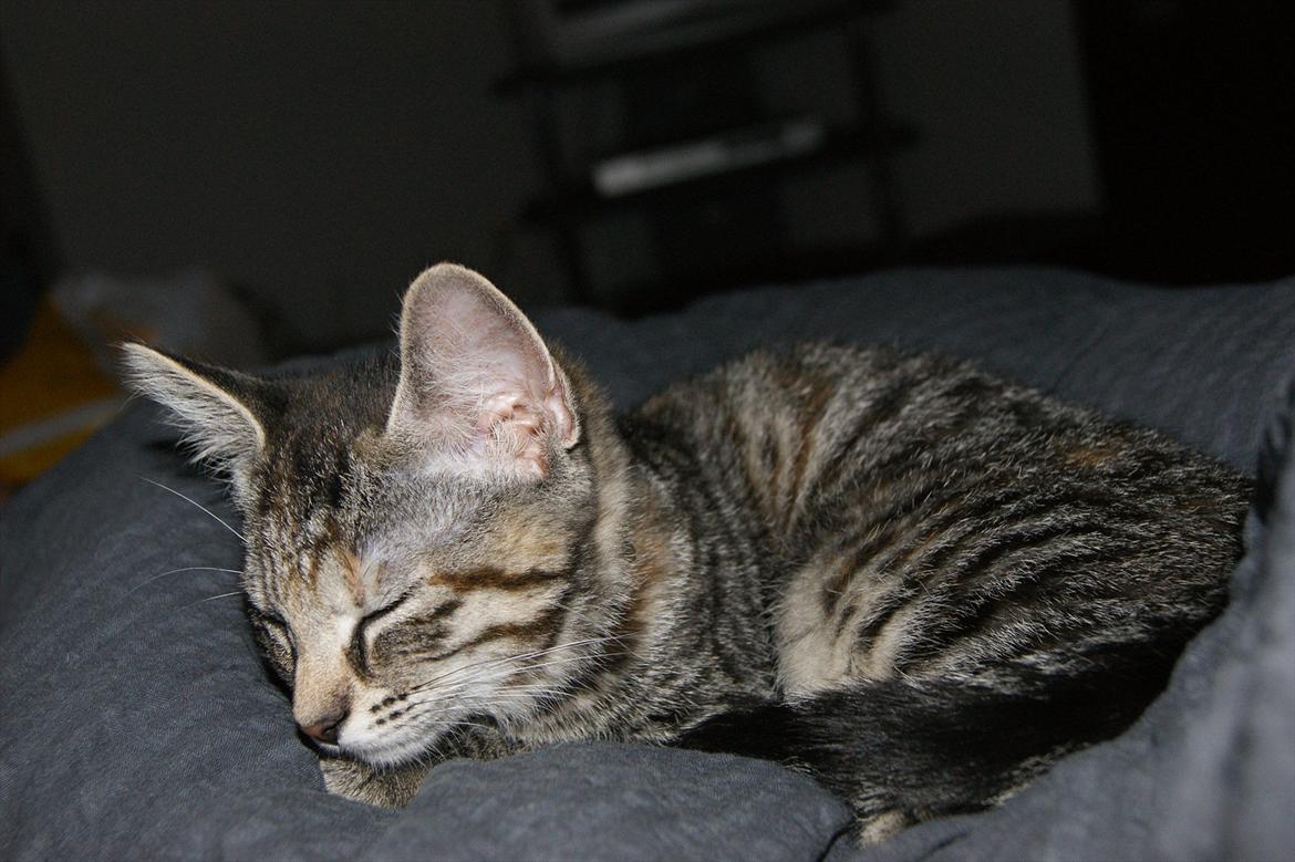 Blanding af racer Pucca - Årh lad mig nu bare sove moar billede 5